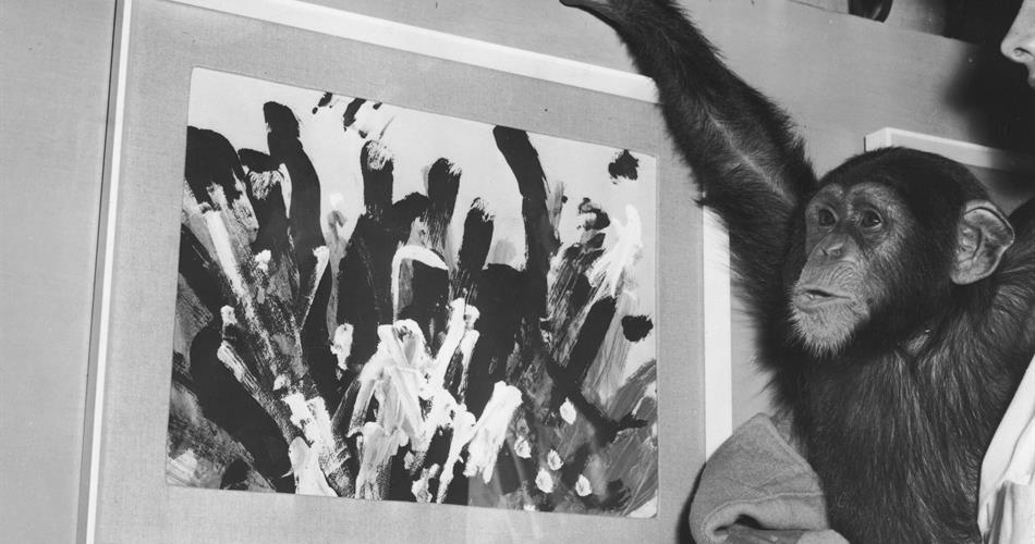 Congo a chimp, an artist, a cautionary tale mark a rayner