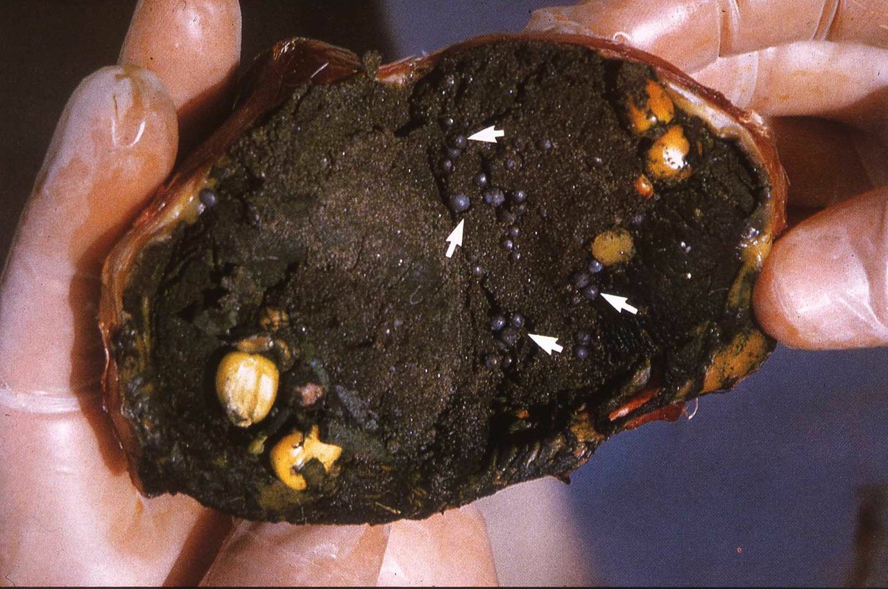 Lead poisoning still killing lots of birds and FSA advice on human health impacts ‘delayed