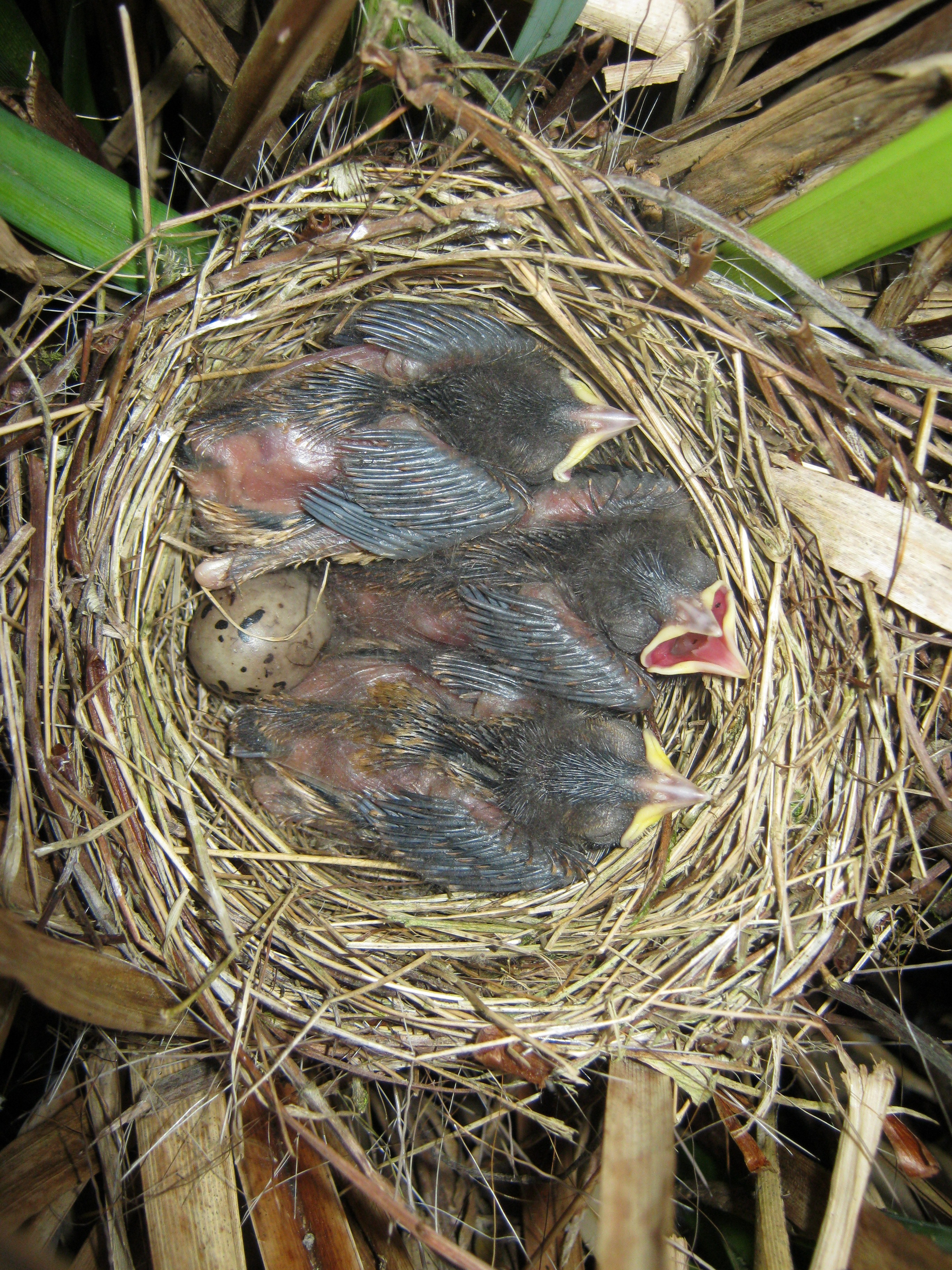 Guest Blog Of nests and nets by Dave Leech (BTO) Mark Avery