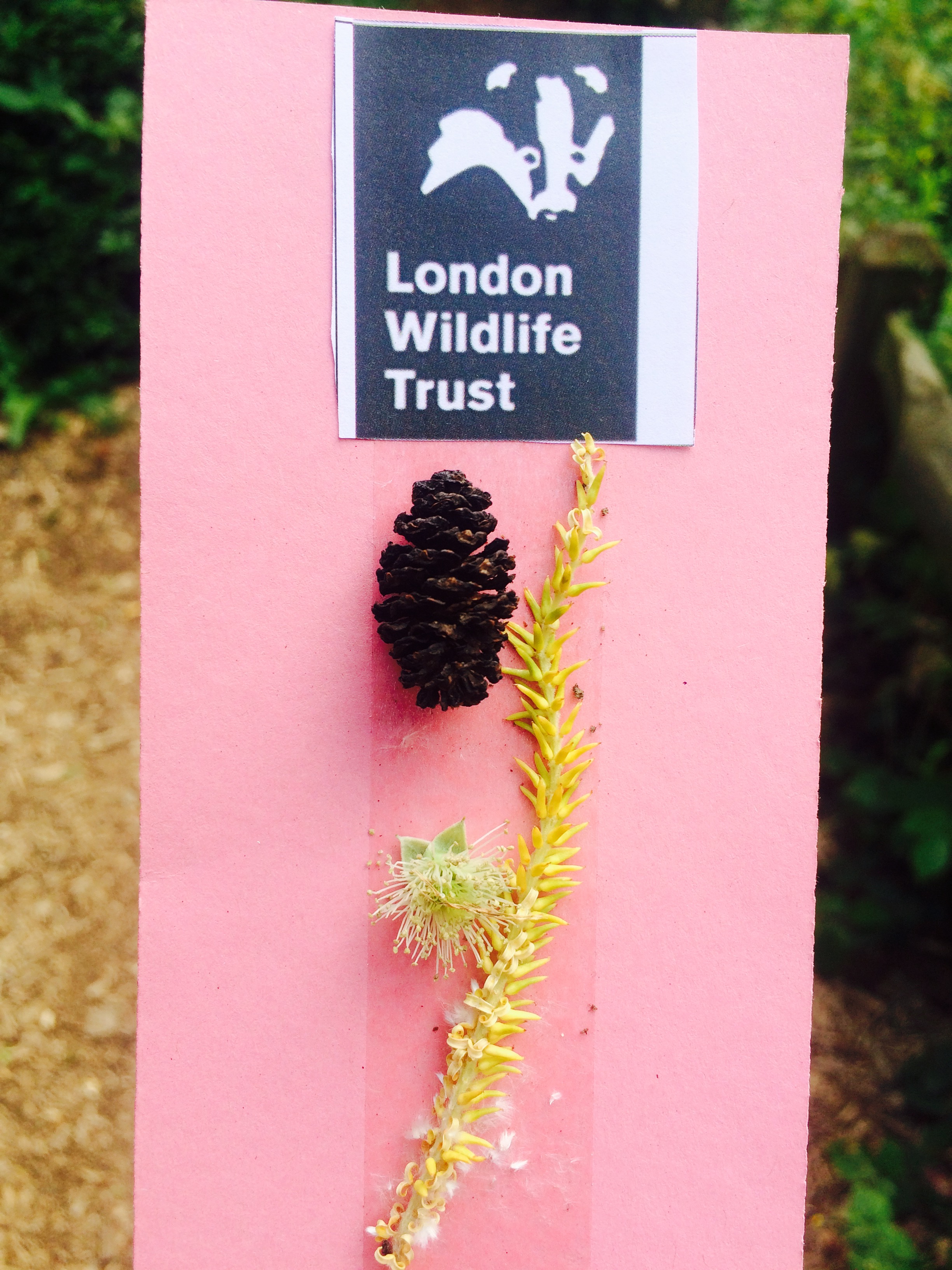 Guest Blog Minds and happiness flourish with outdoor learning by Emma