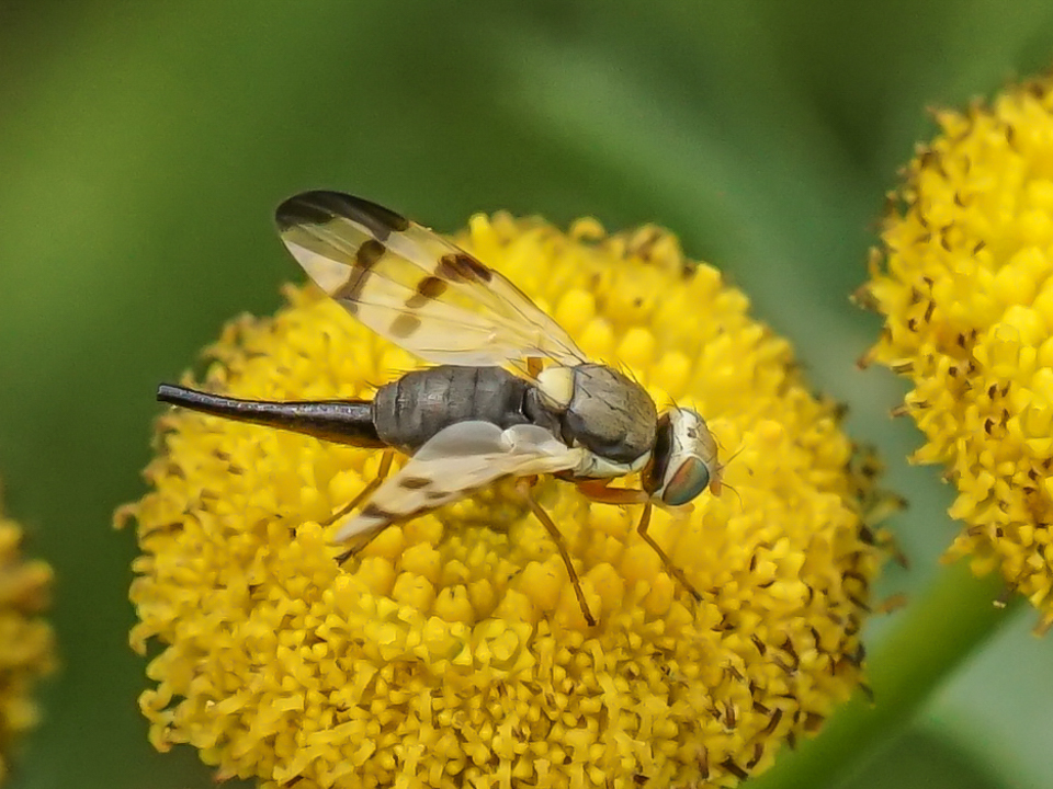Paul Leyland fruit fly Mark Avery