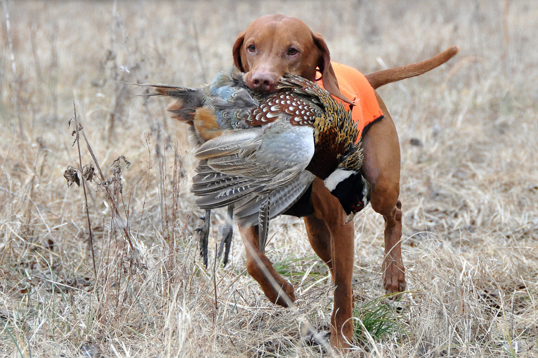 Evangelism Like Hunting in a PreStocked Field markchanski