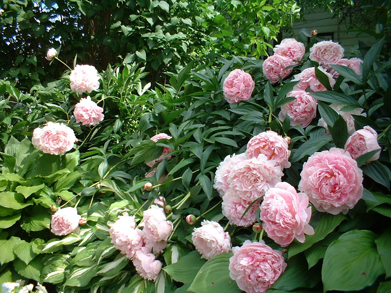 Tips for Growing Peonies