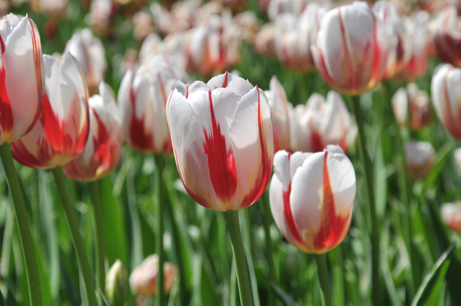 Where To Buy Tulip Bulbs Canada at Rufus Dodrill blog