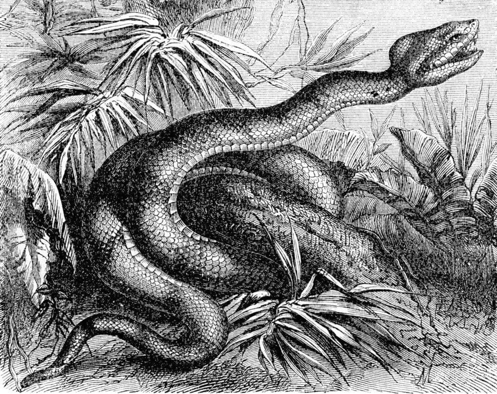 Evolution, Genesis and creation Snakes' legs found