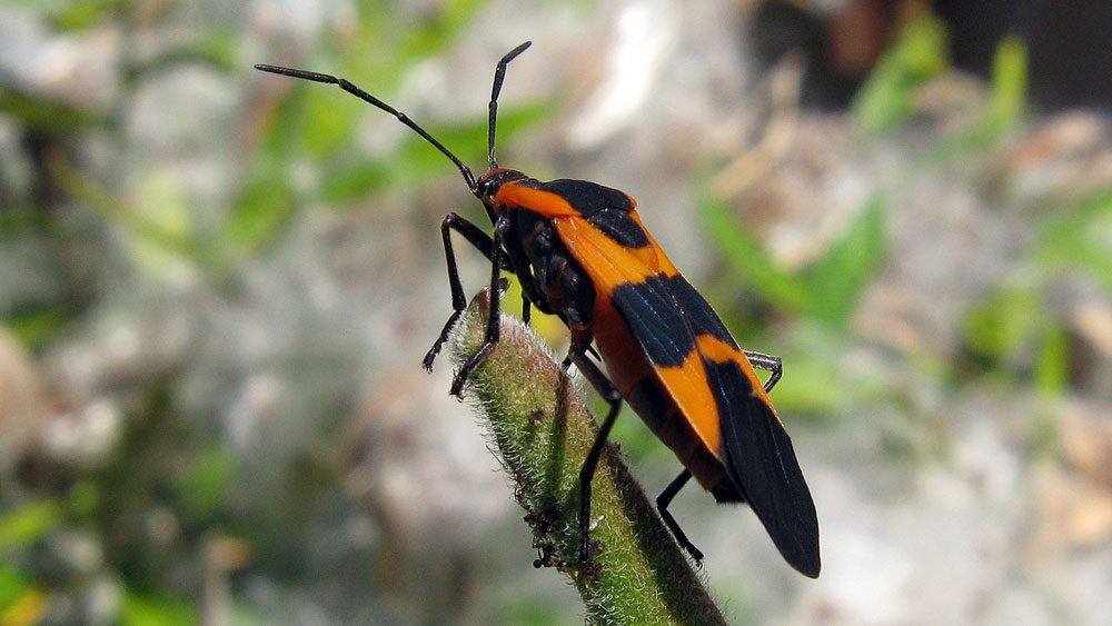 Milkweed Bug infestation of Butterfly Weed