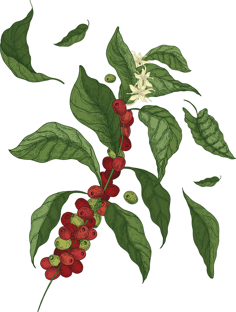 Sri Lankan Coffee Report Market Development Facility