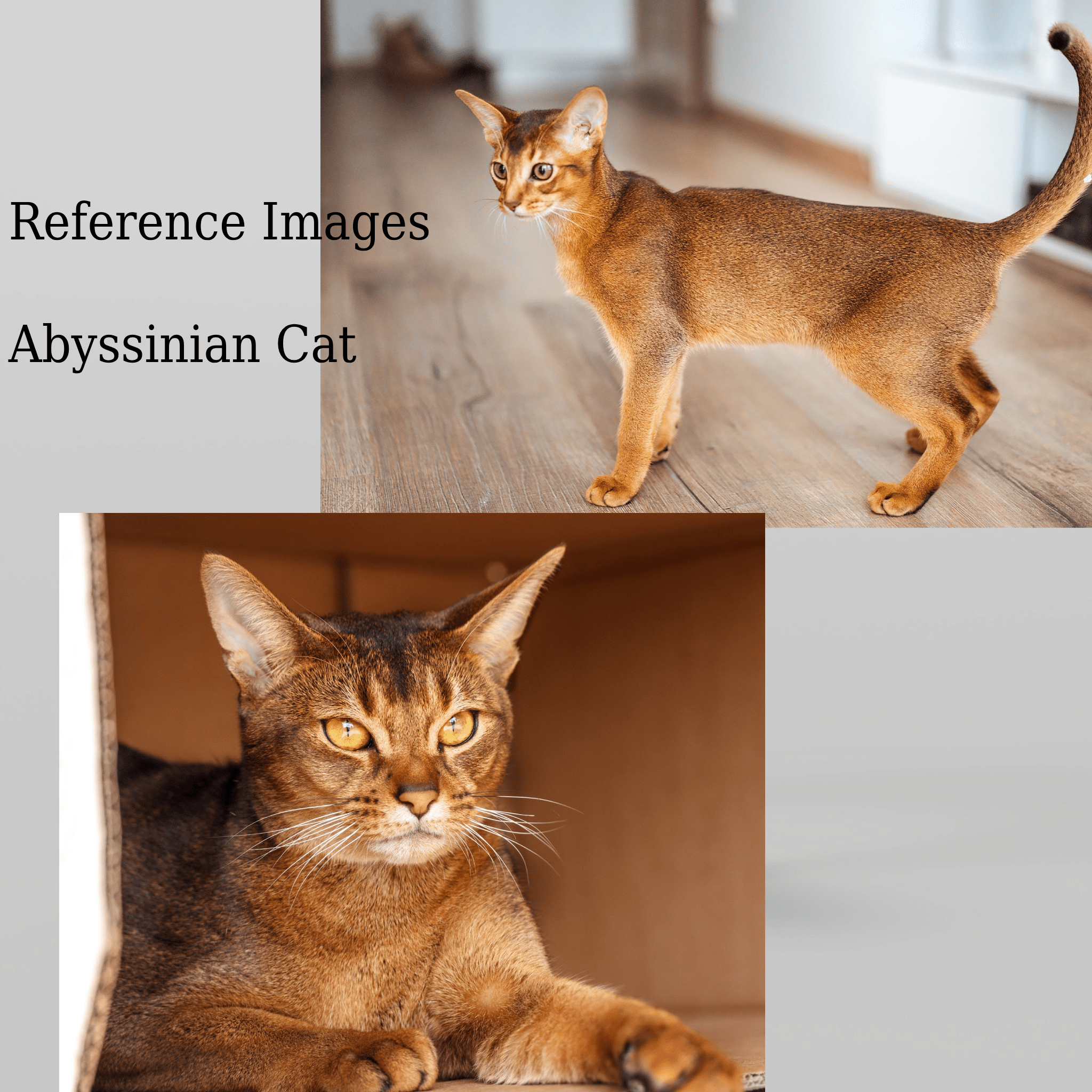 Abyssinian Cat Blender Market