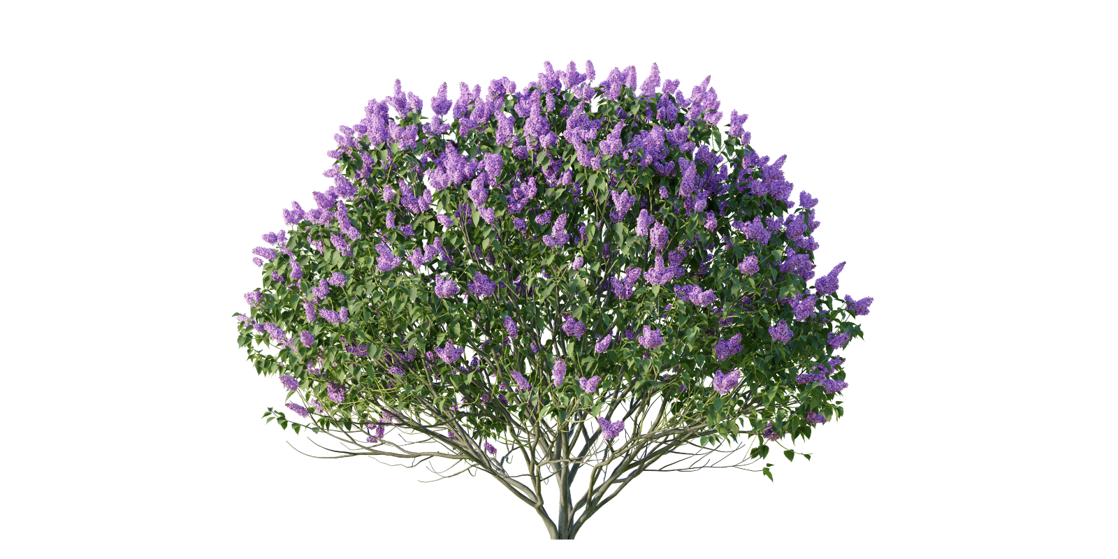 Bush Flowering Shrub Syringa Vulgaris 06 common Lilac Small