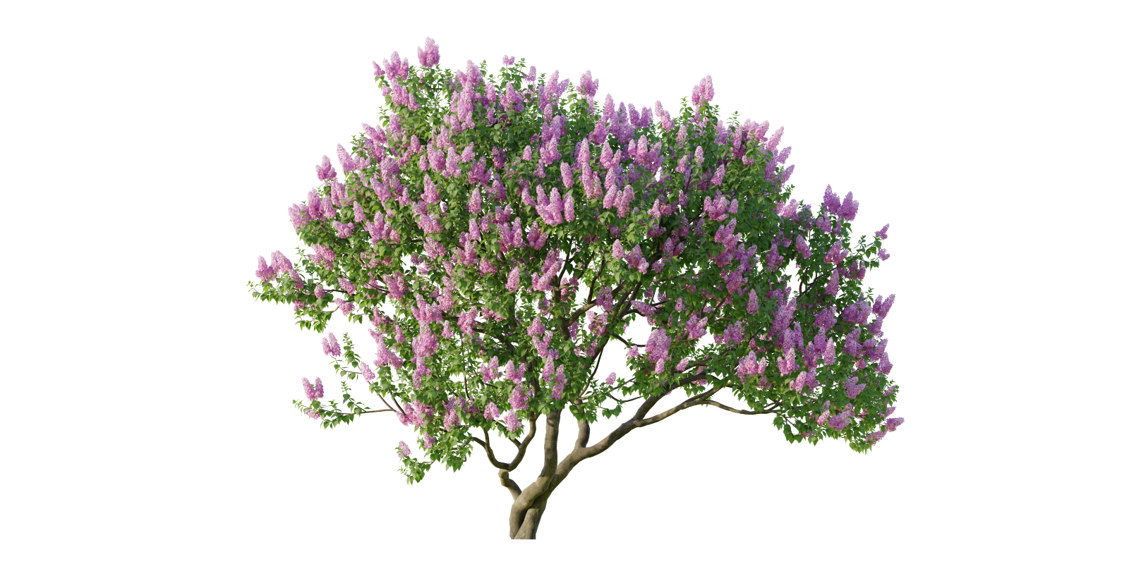 bush flowering shrub lilac Syringa Vulgaris bush 04 (4.4m