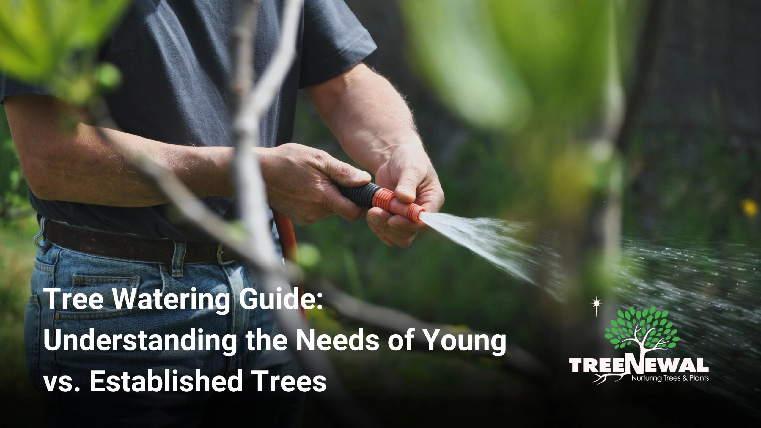 Tree Watering Guide Understanding the Needs of Young vs. Established