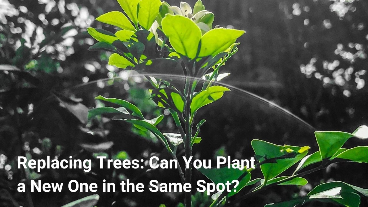 Replacing Trees Can You Plant a New One in the Same Spot? MarketScale