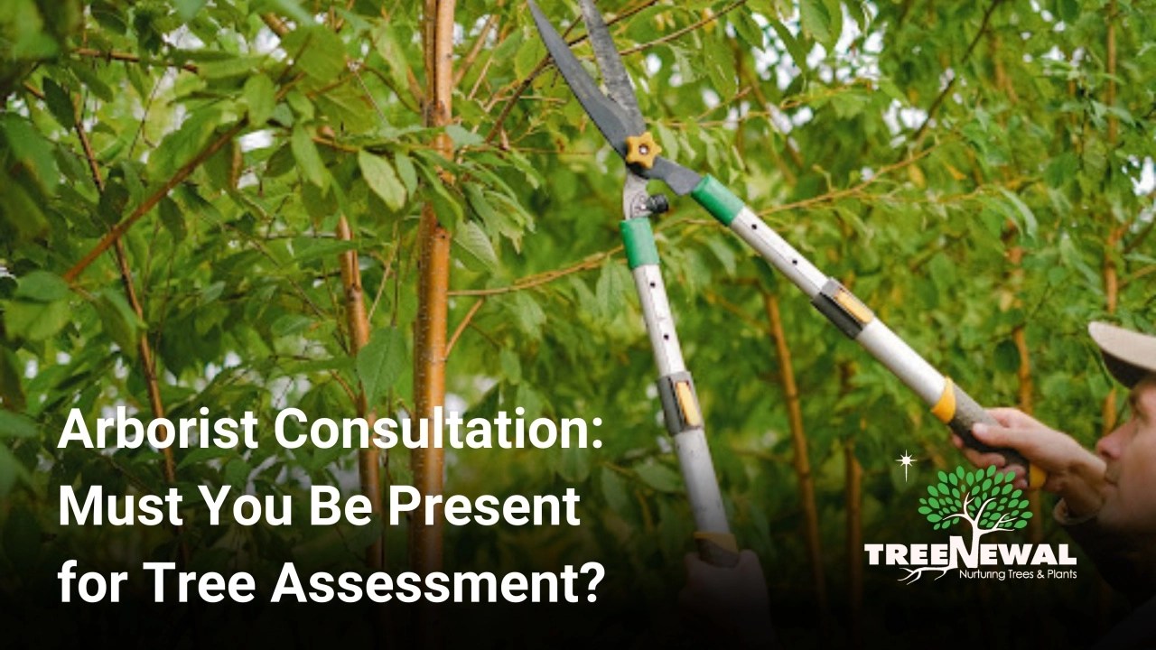 Arborist Consultation Must You Be Present for Tree Assessment