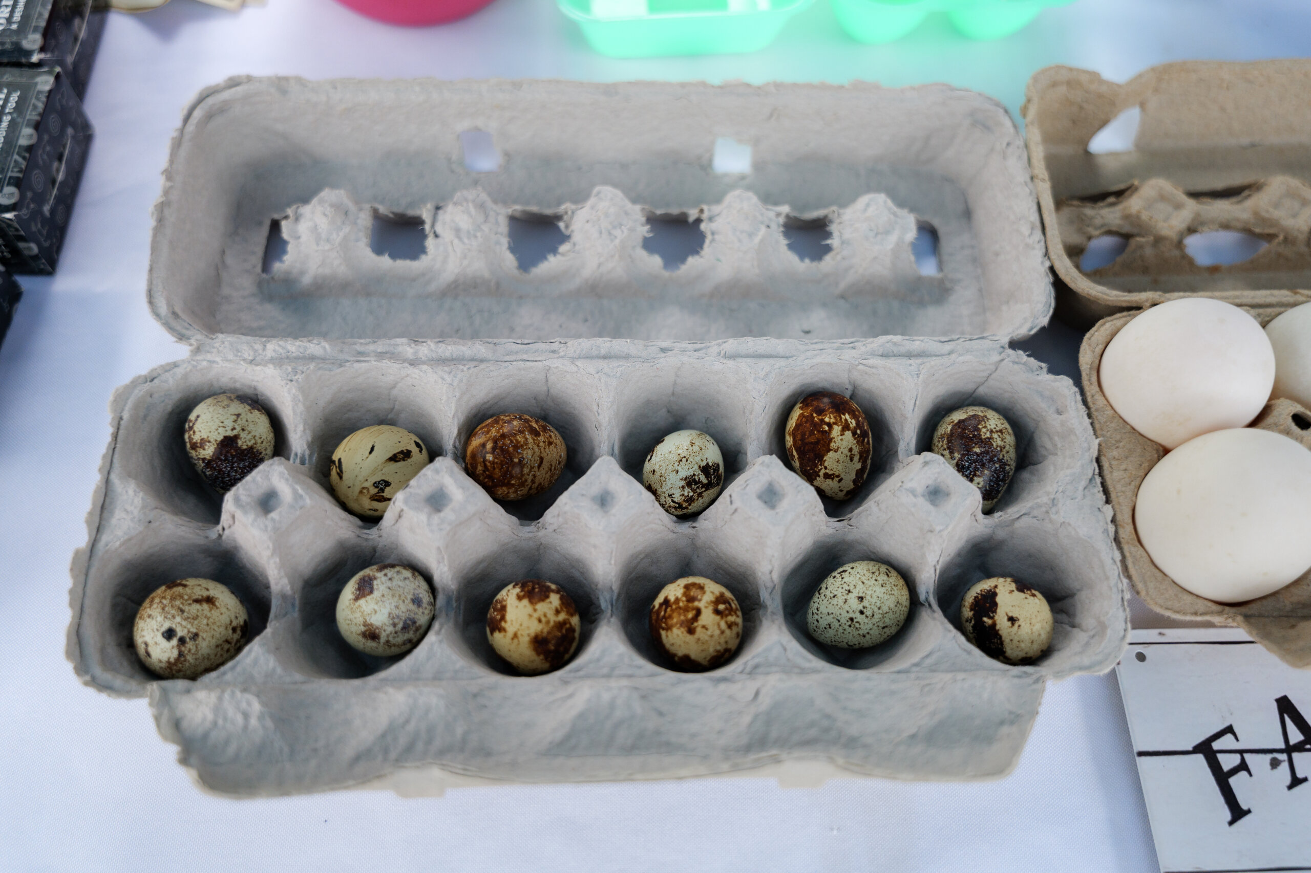 DoxieRanch Poultry Farm Markets of Broome