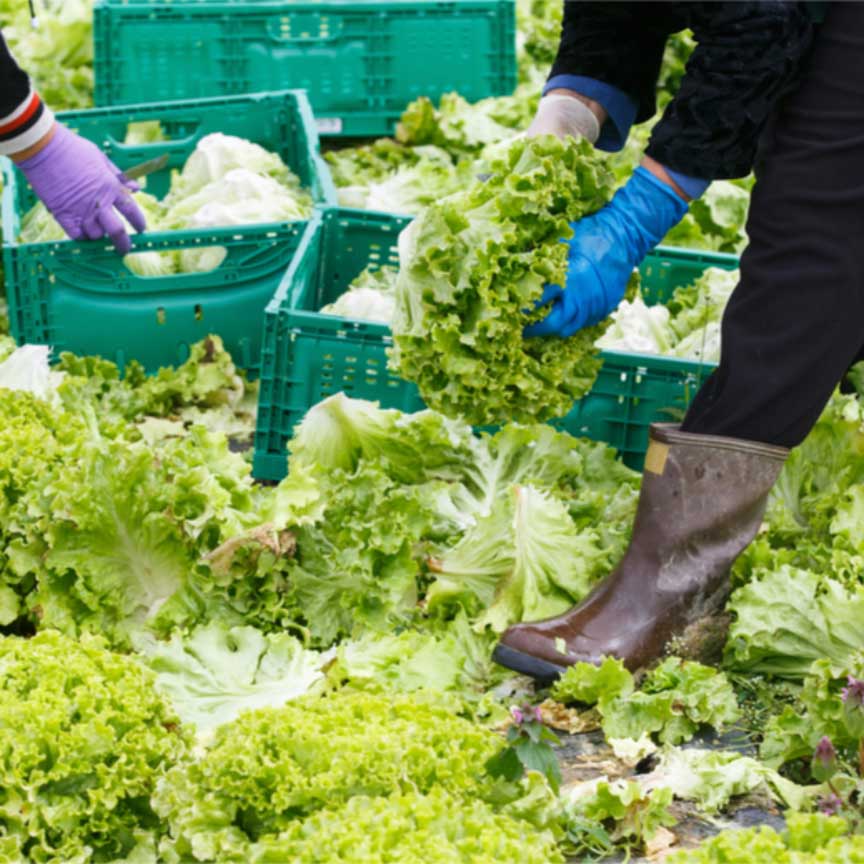 Breakthrough Technologies That Could Halt The Spread Of FoodBorne