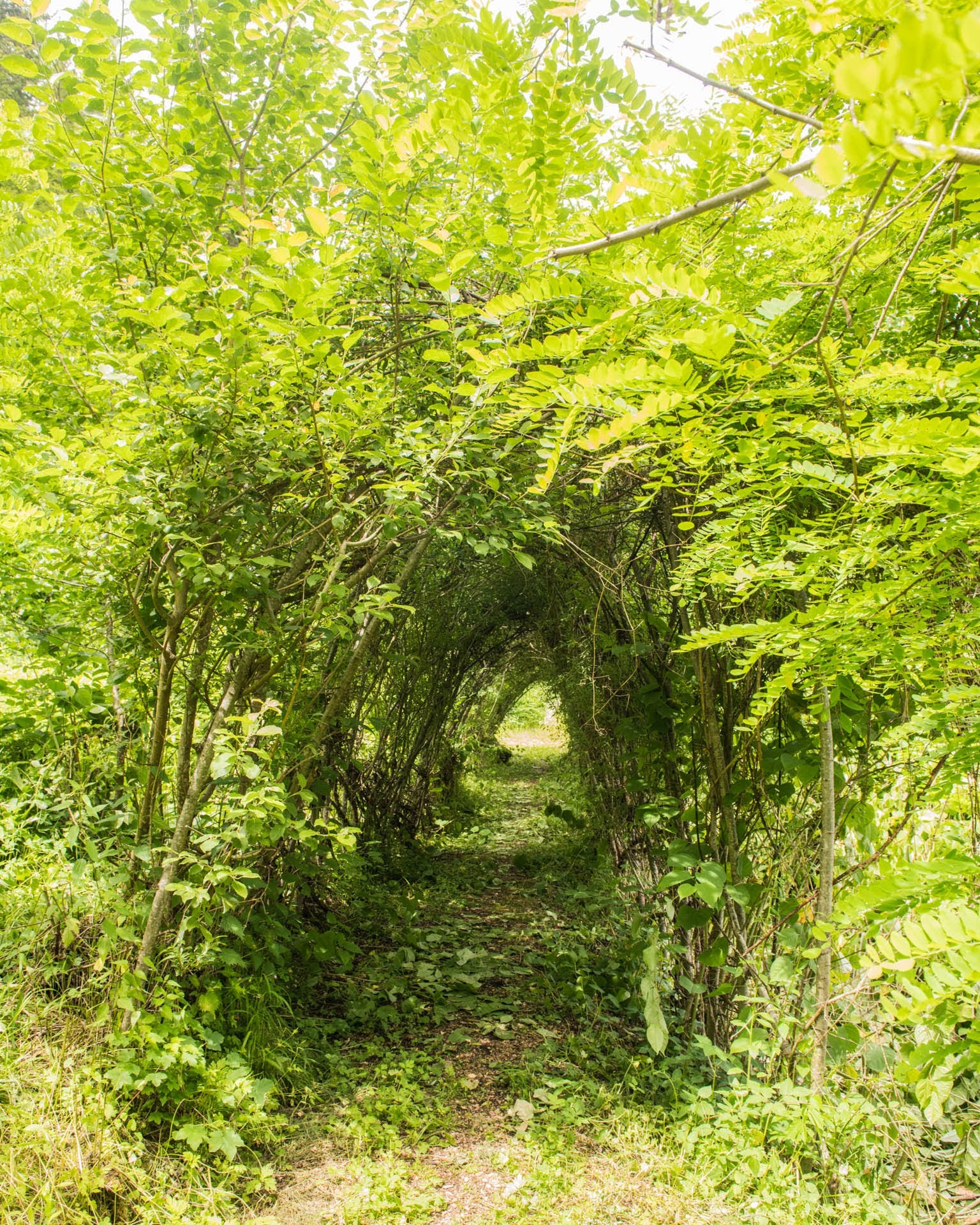 Sagenweg Neues aus dem Markgräflerland