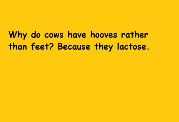 lactose