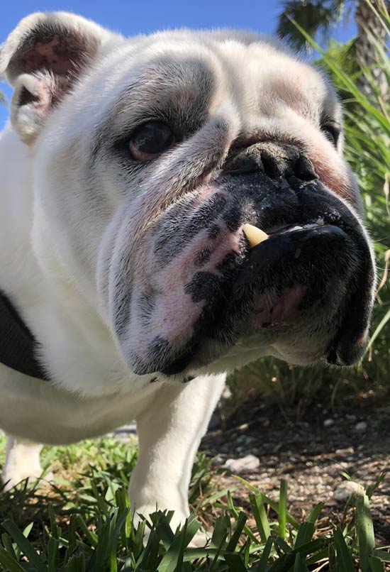 Barkham Park Dog Park Markham Park