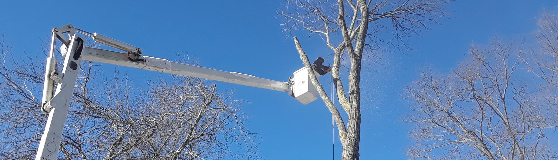 Markham Tree Service