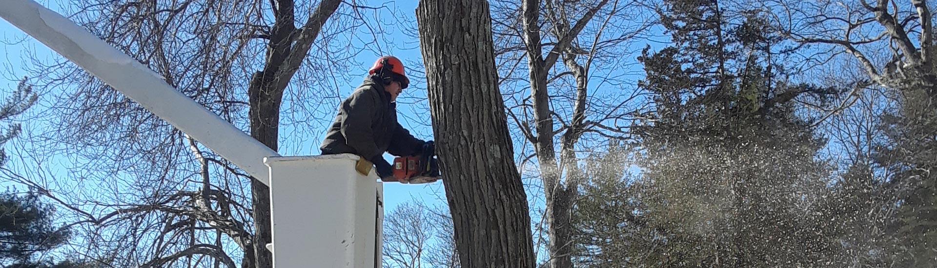 Markham Tree Service