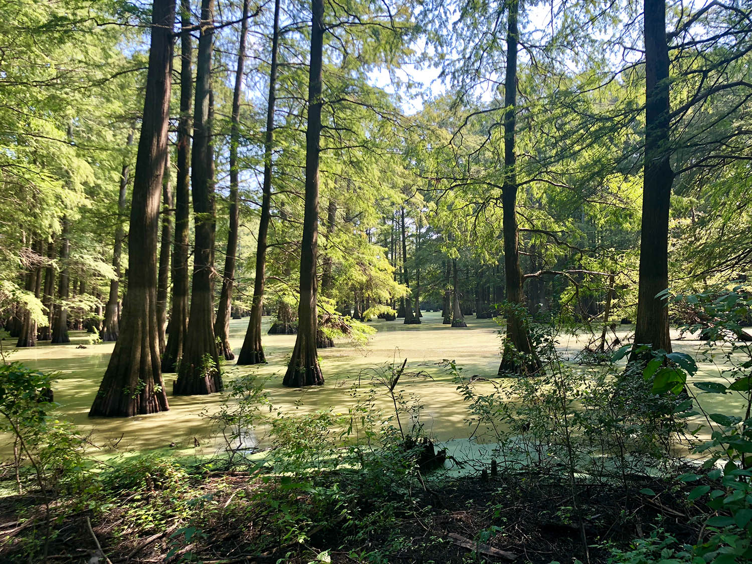 119 Acres Hatcher Farms