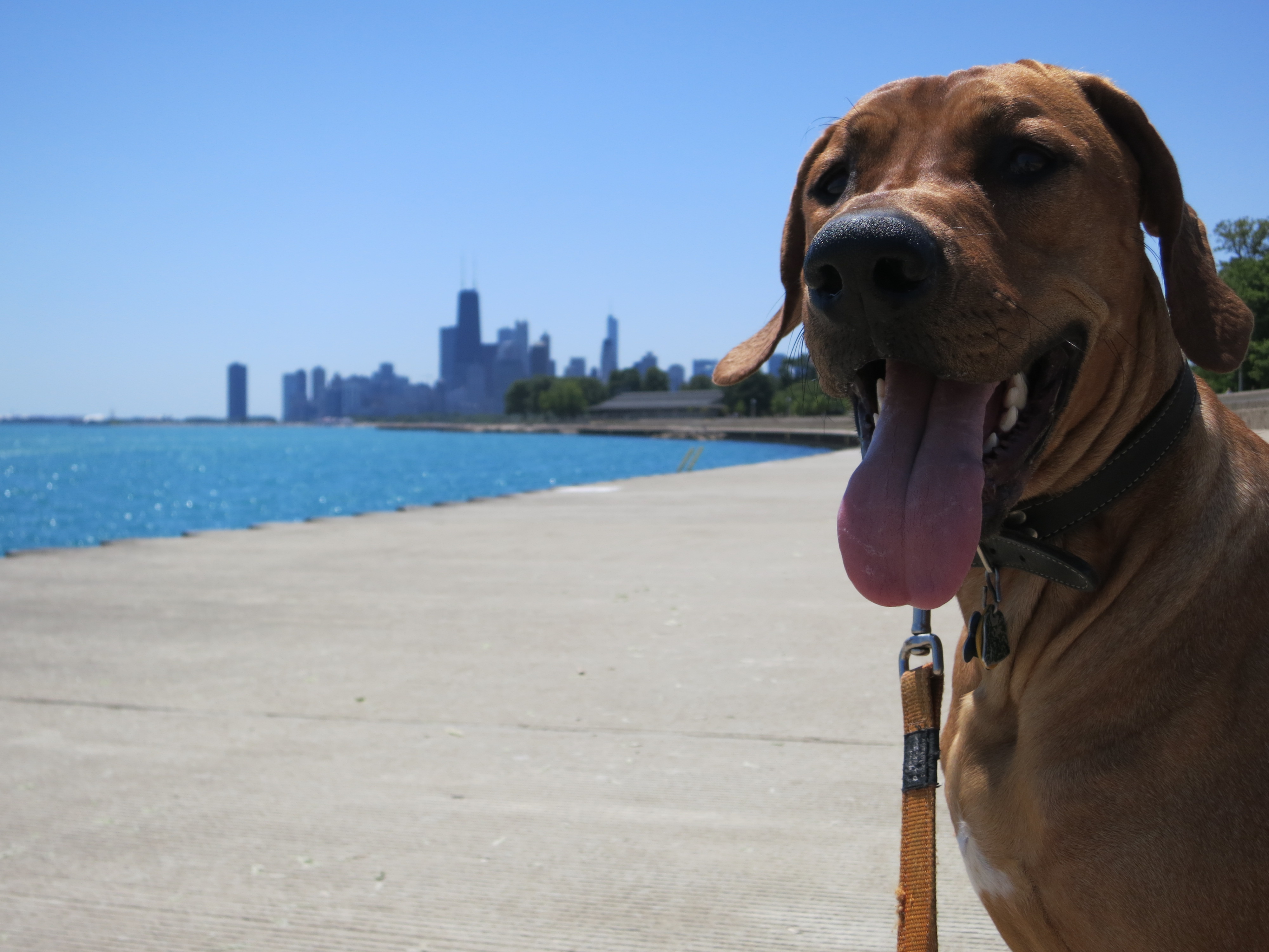 dog friendly Dog Friendly Chicago Our Favorite Walk