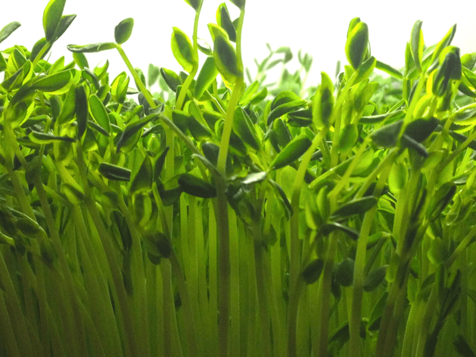 Pea Shoots Markito Nutrition