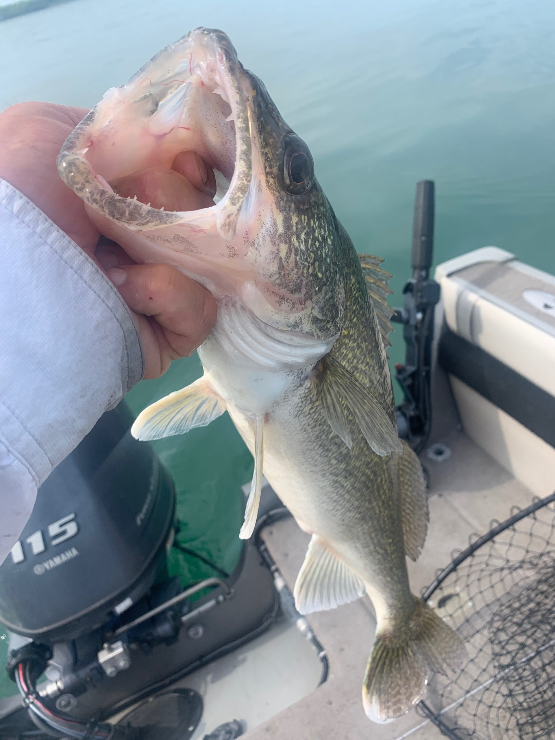 Fishing Report Buffalo Worm Bite Walleye Lake Erie Fishing Charter