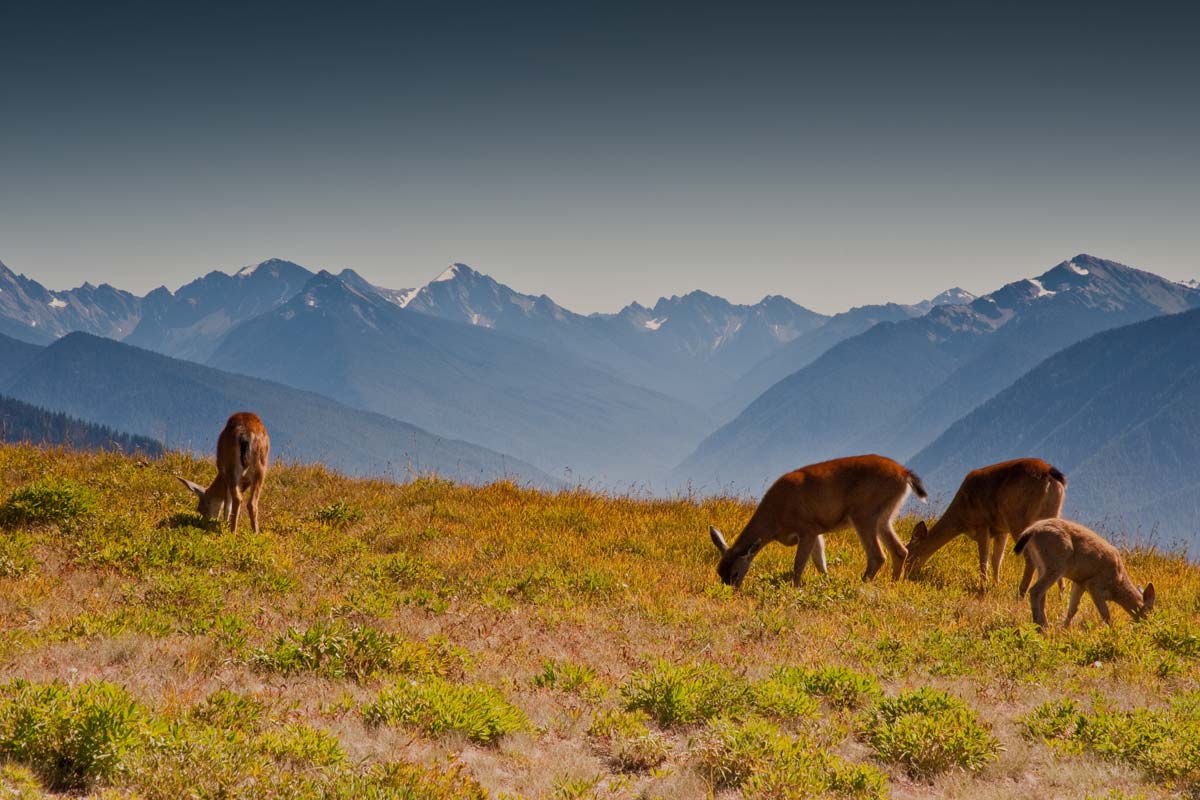 Mark N. McHugh Real Estate in Sequim Washington