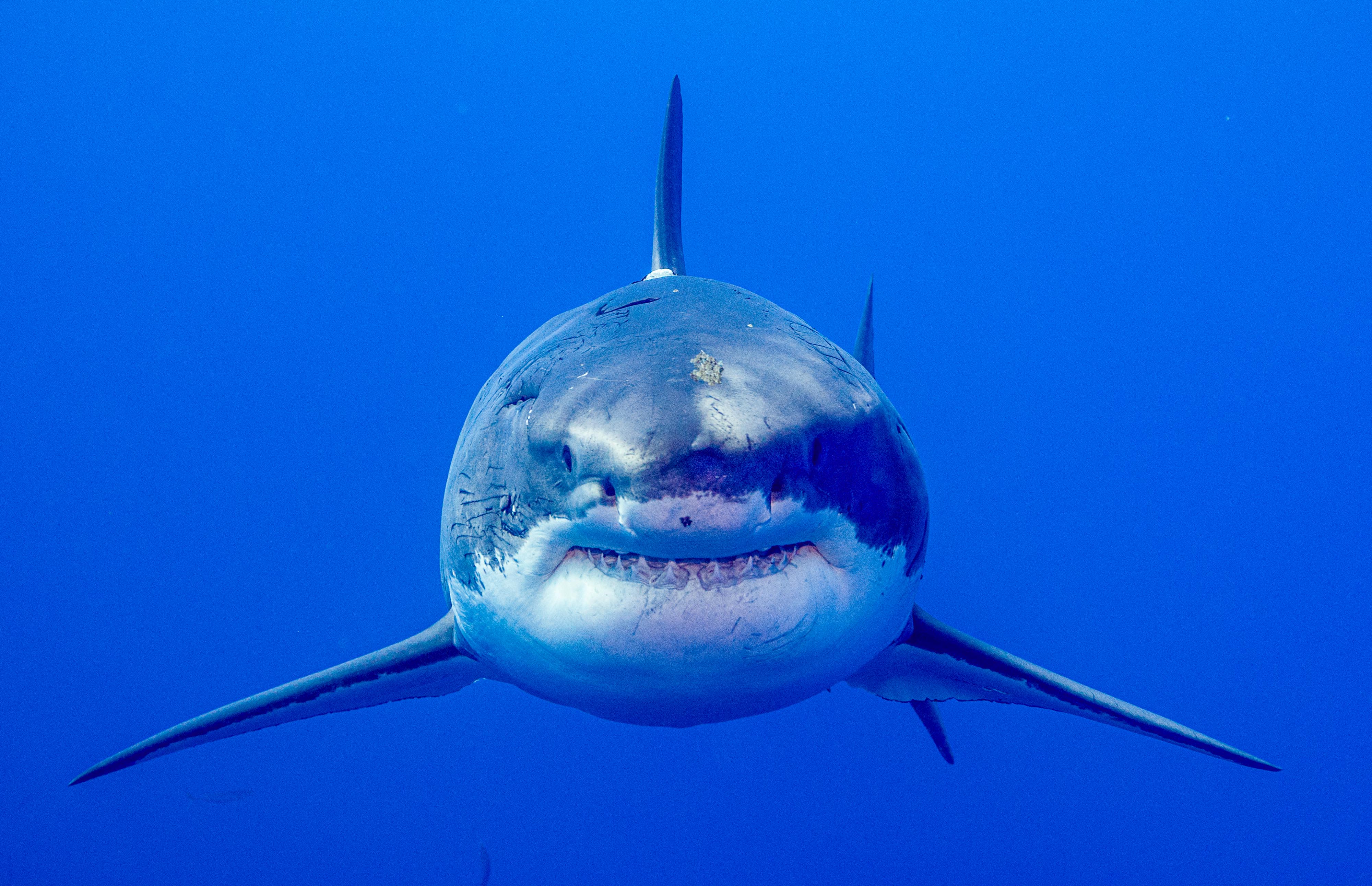 Great White Shark Head On • Marko Dimitrijevic Photography