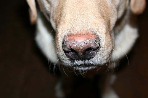 HNPK Marks And Blinds