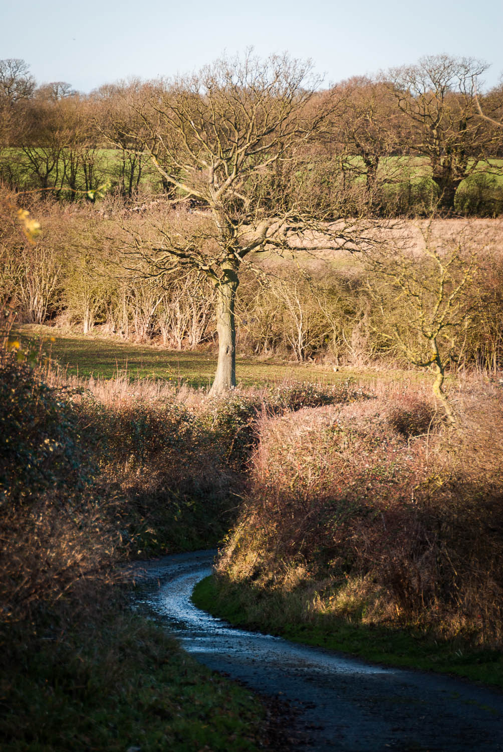 Bush Road, Great Sampford, Essex, photographing Essex Photography by