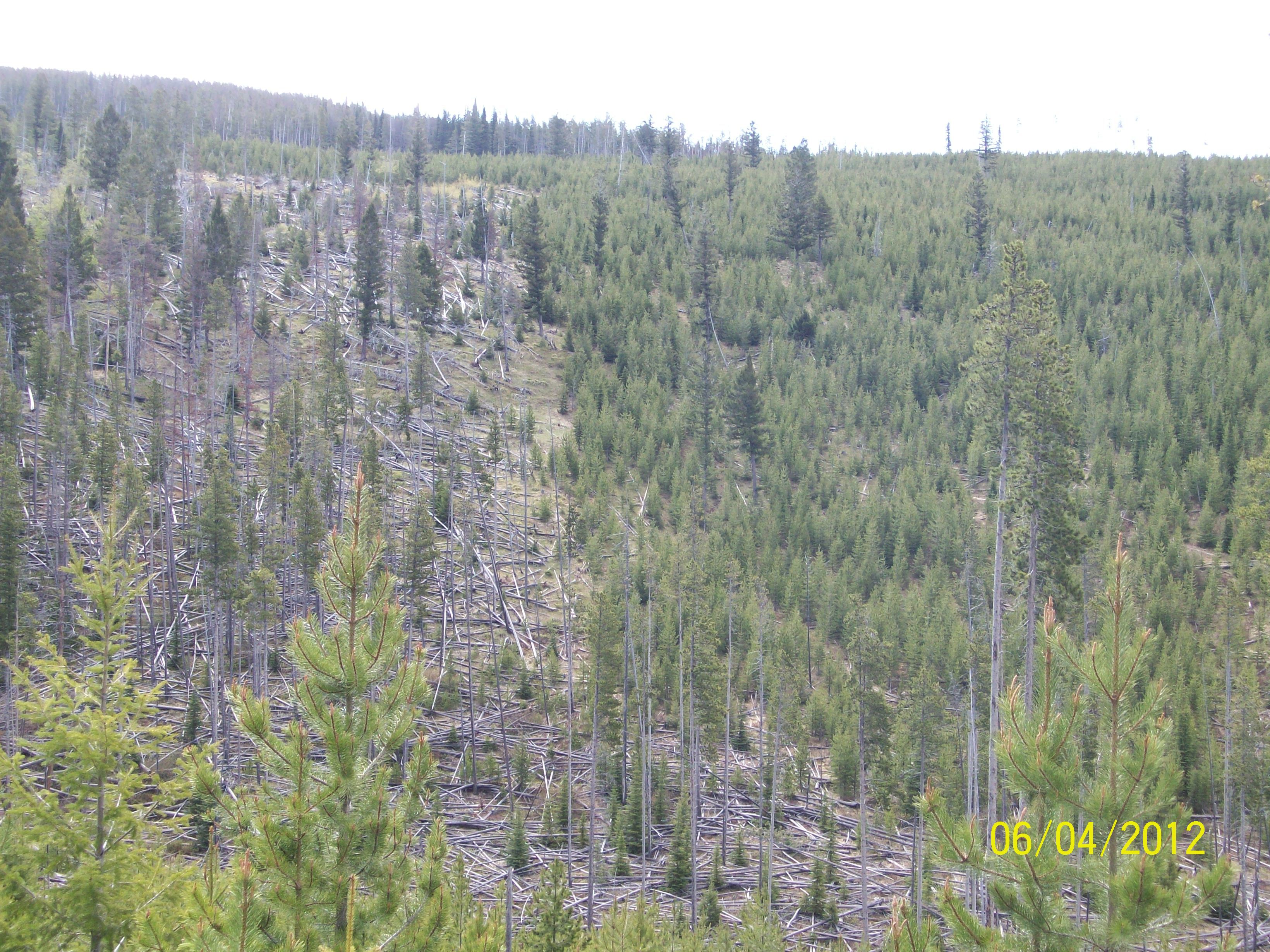 Steve Standing Up For Montana's Forests Marks Lumber