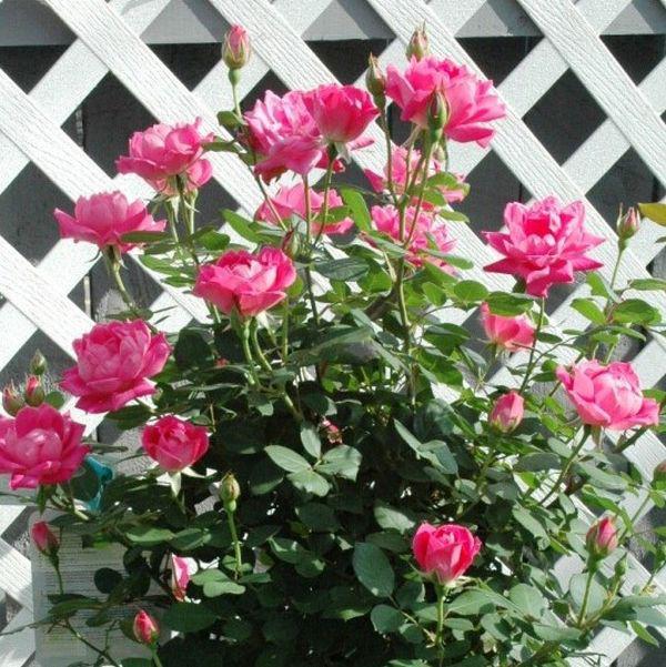 ROSA DOUBLE KNOCKOUT PINK ROSE Marksmen Landscaping LLC