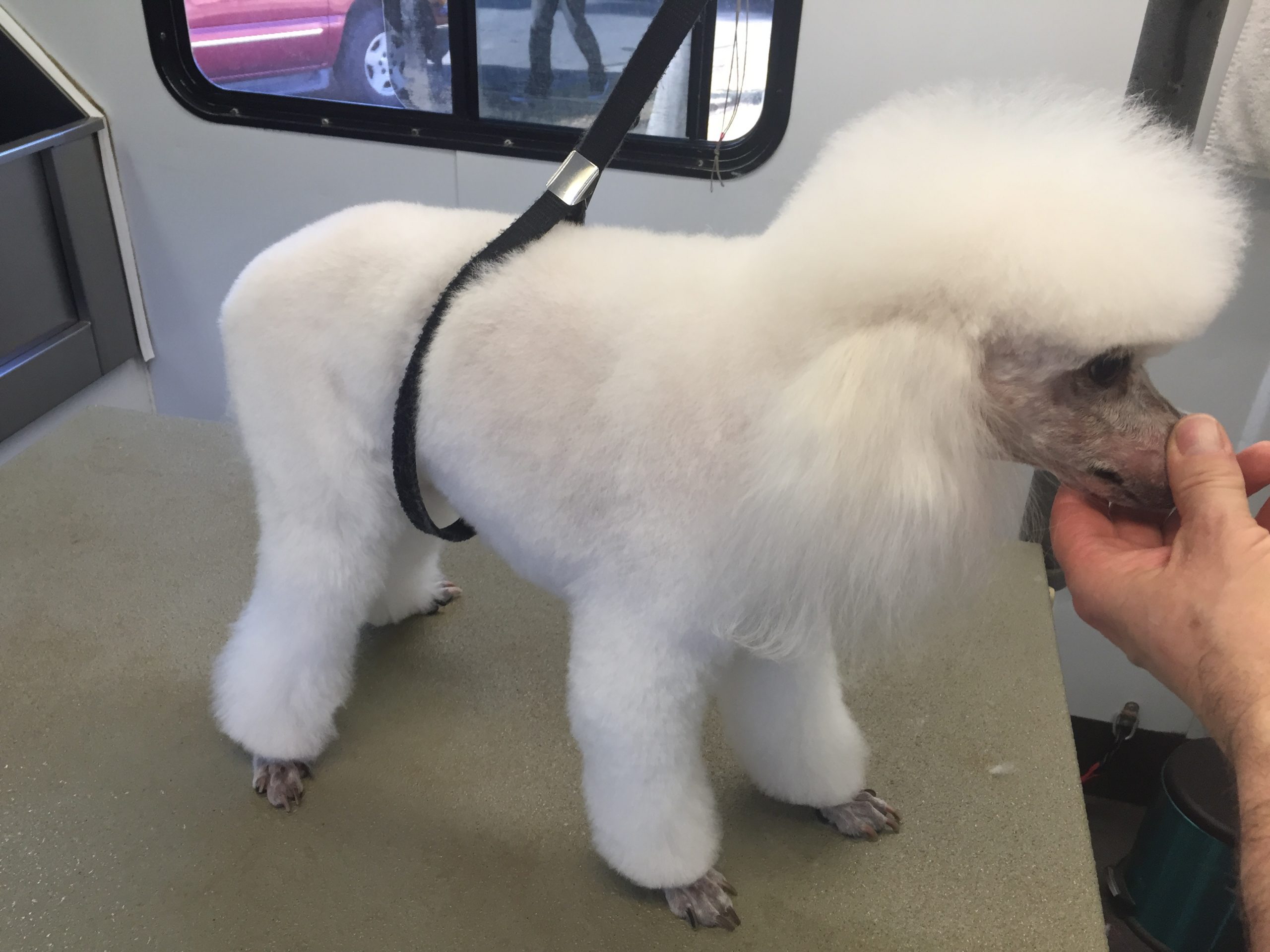 Marks Mobile Dog Salon Call/Text 8183240729