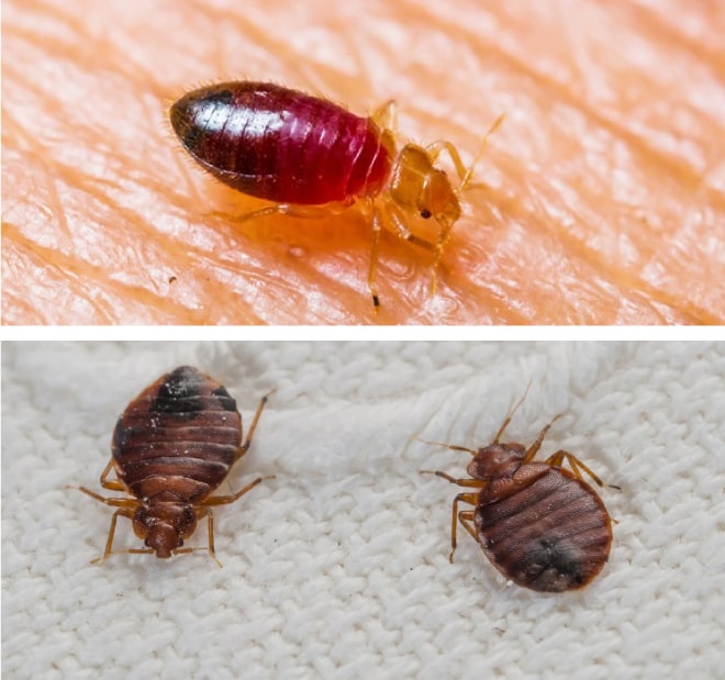Bed Bugs Control Bed Bug Treatment & Signs of Infestation