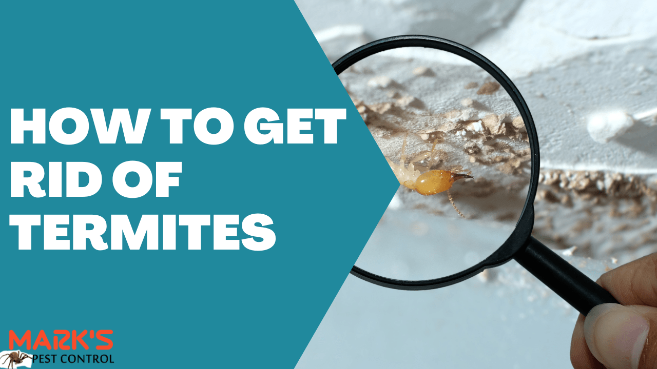 How to Get Rid of Termites A Comprehensive Guide Mark's Pest Control