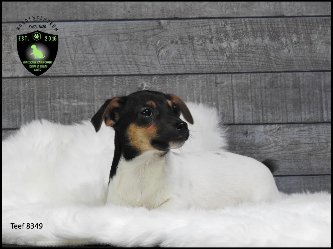 Mooie Boerenfox X Jackrussel Pups | Aangeboden Op Marktplaza.nl