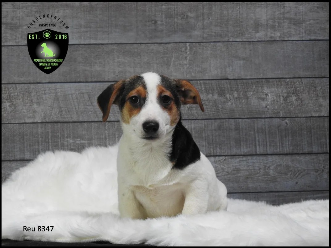 Mooie Boerenfox X Jackrussel Pups | Aangeboden Op Marktplaza.nl