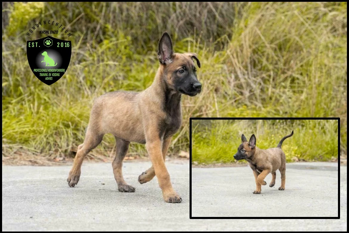 Mechelse Herder Pups, Mallinois | Aangeboden Op Marktplaza.nl
