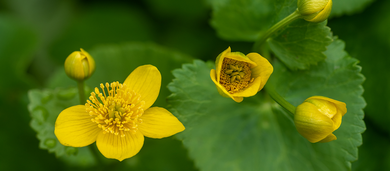 Thompsons Flowers In Fredericksburg Va Best Flower Site