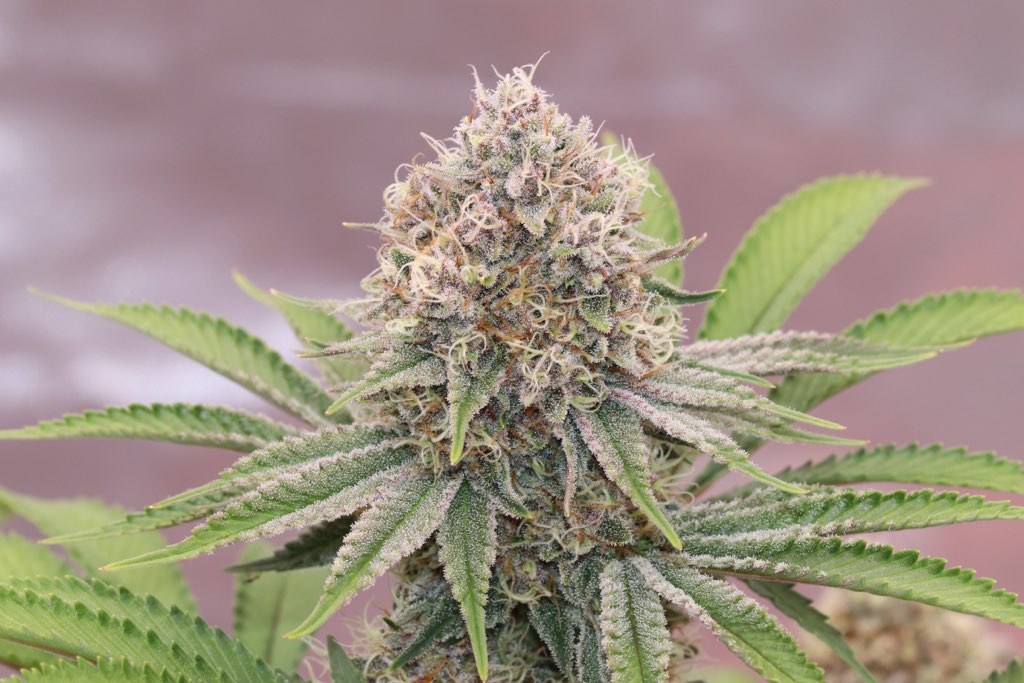 Kush N Cream Marlin Organics We Grow Wellness