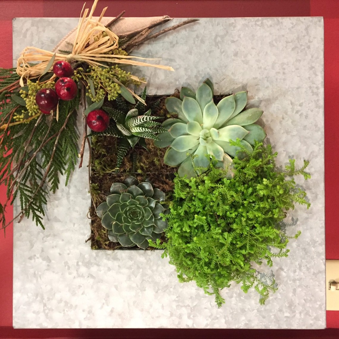 Succulent Christmas Wall Planter Marlow Floralworks