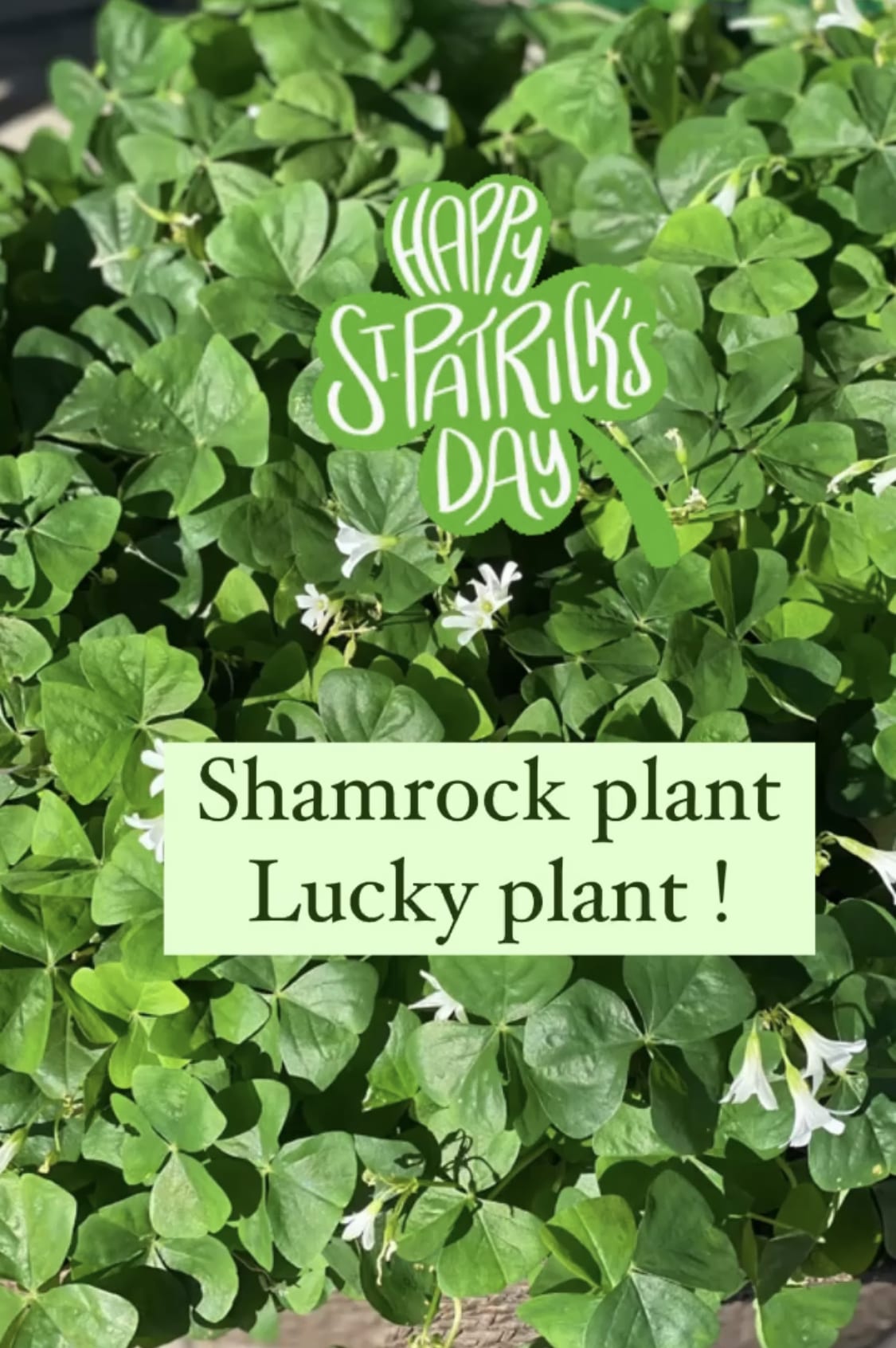 Shamrock Plant 4″ Marlow Floralworks Online Store