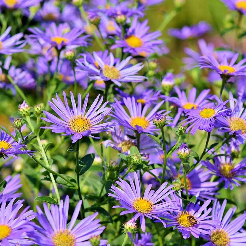 Buy Aster Michaelmas daisy from £2.50 2024 plant sale