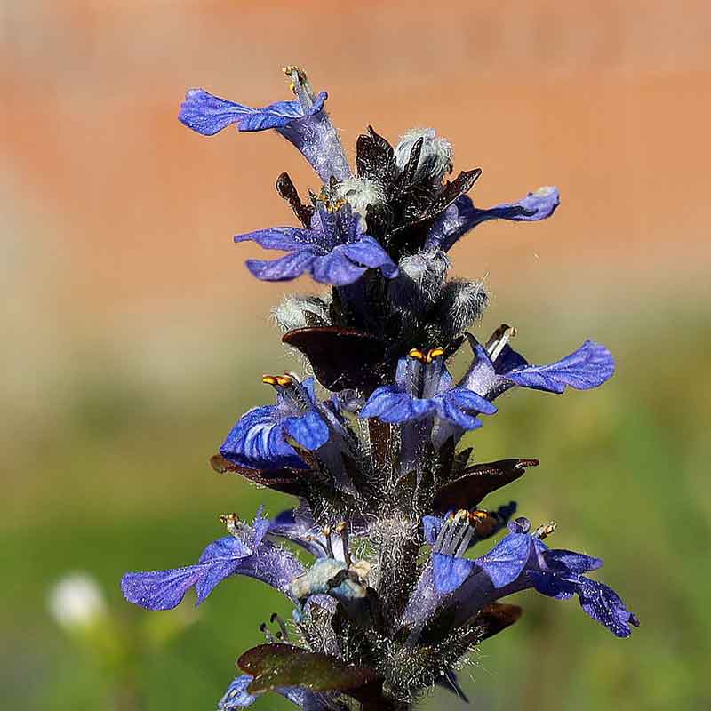 Buy Bugle, Ajuga reptans, from £2.50