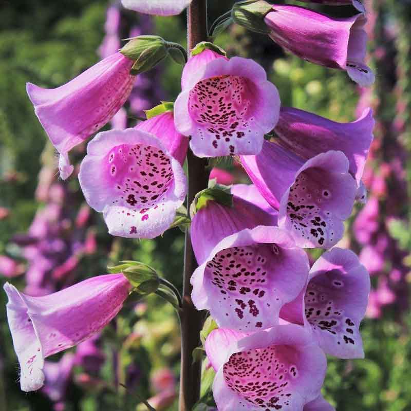 Buy Foxglove from £2.50 2024 plant sale