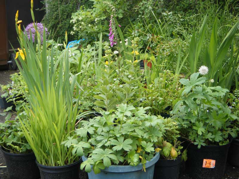 Cottage Garden Plants for Sale to Raise Funds MARNA