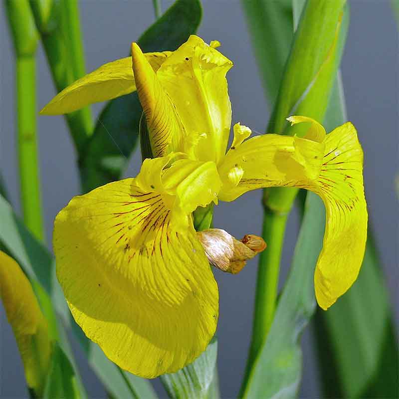 Buy Yellow Flag Iris from £2.50 2024 plant sale