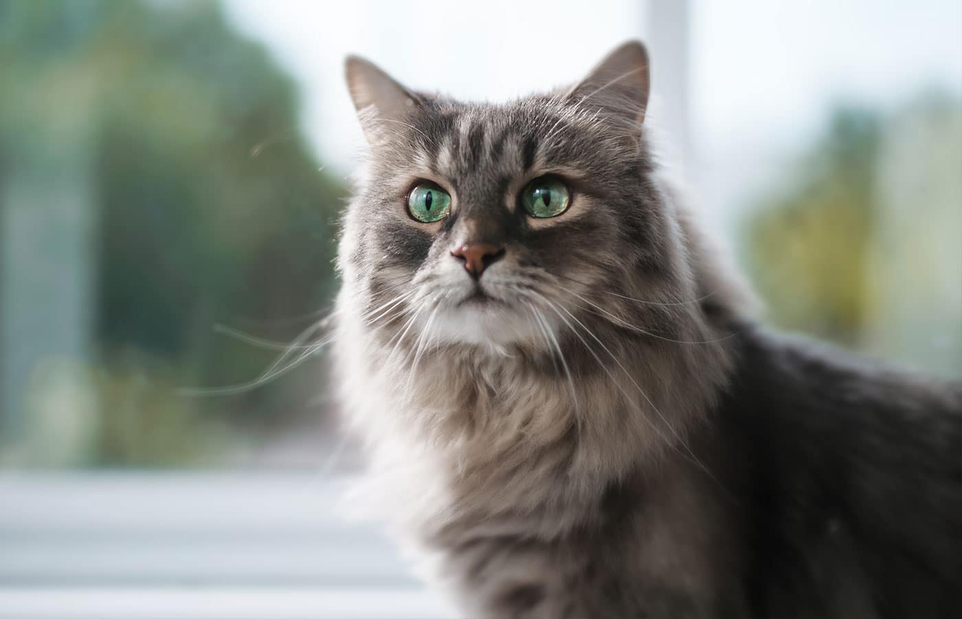 Emergency Emergency vet in Upland 24 hour vet clinic near me MarQueen Veterinary ER